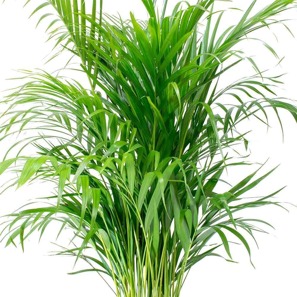 Chamaedorea Elegans -Premium Indoor Plant for Living Room, Bedroom, or Workspace